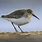 Dunlin Winter Plumage