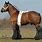 Dutch Draft Horse Breed