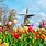 Dutch Tulip Festival