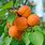 Dwarf Apricot Tree