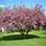 Dwarf Crab Apple Tree