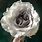 Earl Grey Rose