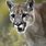 Eastern Cougar Extinct