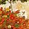 Egon Schiele Flowers
