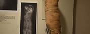 Egyptian Cat Mummy Unwrapped