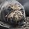 Elephant Seal Molting