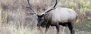 Elk with Barbed Wire around Horns