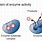 Enzyme Chemistry