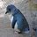 Eudyptula Minor Penguin