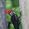 Female Pileated Woodpecker Image