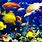 Fishes Background