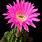 Flor Cactus