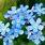Flower Name Forget Me Not