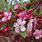 Flowering Crabapple Trees Varieties