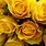 Flowers Yellow Roses Desktop Wallpaper