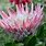 Flowers of South Africa