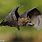 Flying Wolf Bat