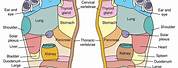 Foot Areas Chart