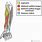 Forearm Supinator Muscle