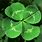 Four Leaf Clover Luck