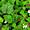 Four Leaf Clover iPhone 6 Wallpaper