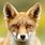 Fox Animal Portrait