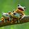 Free Frog Wallpaper