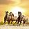 Free Wild Horses Desktop Wallpaper