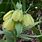Fritillaria Pallidiflora