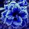 Frozen Blue Flowers