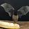 Fruit Bat Eating Banana