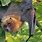 Fruit Bat Facts for Kids