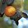 Fruit Bat Hunting