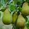 Fruit Pear Tree Varieties
