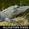 Funny Alligator Pictures