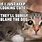 Funny Animal Memes Cats