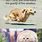 Funny Animals That Make You Laugh
