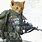 Funny Army Cats