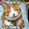 Funny Cat Thanksgiving Pictures