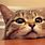 Funny Cat Wallpaper HD
