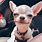Funny Chihuahua Smile