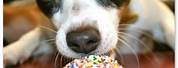 Funny Dog Birthday Wishes