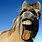 Funny Horse Photography