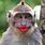 Funny Monkey Kiss Face