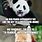 Funny Red Panda Memes