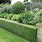 Garden Hedge Wallpaper