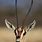 Gazelle Head