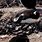 Gentoo Penguin Nest