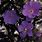 Geranium Pratense Purple Haze