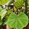 Giant Leaf Begonia